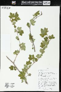 Ribes cynosbati image