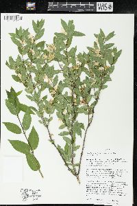 Lonicera morrowii image