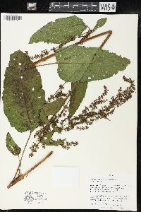 Rumex obtusifolius image