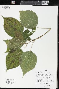 Laportea canadensis image