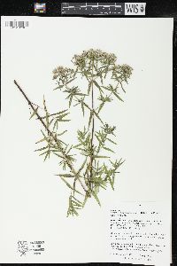 Pycnanthemum virginianum image