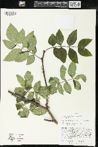 Zanthoxylum americanum image