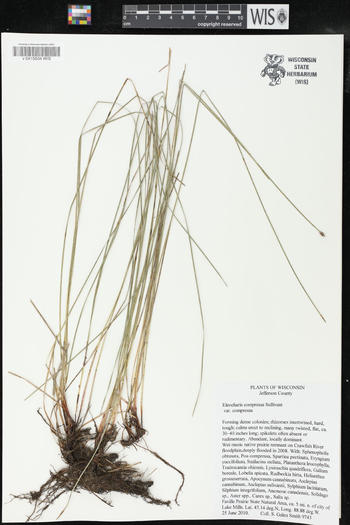 Eleocharis compressa var. compressa image