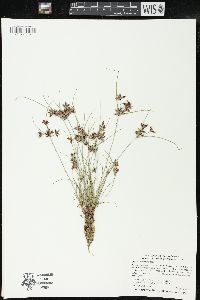 Cyperus bipartitus image