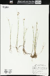 Juncus nodosus image