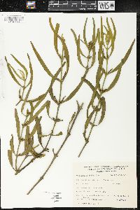 Phoradendron scaberrimum image