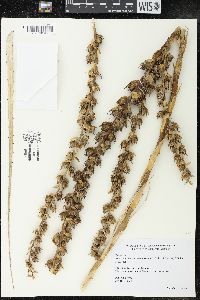Puya coerulea image