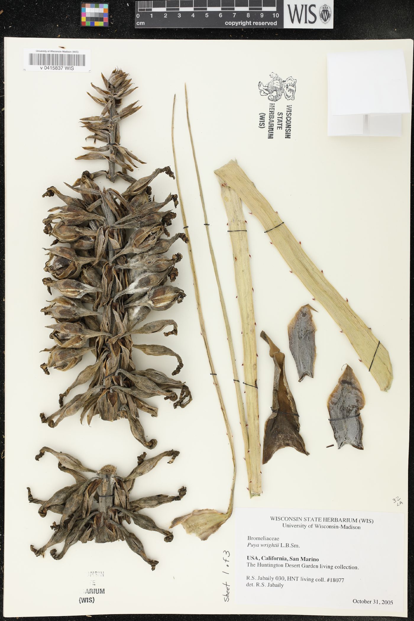 Puya wrightii image