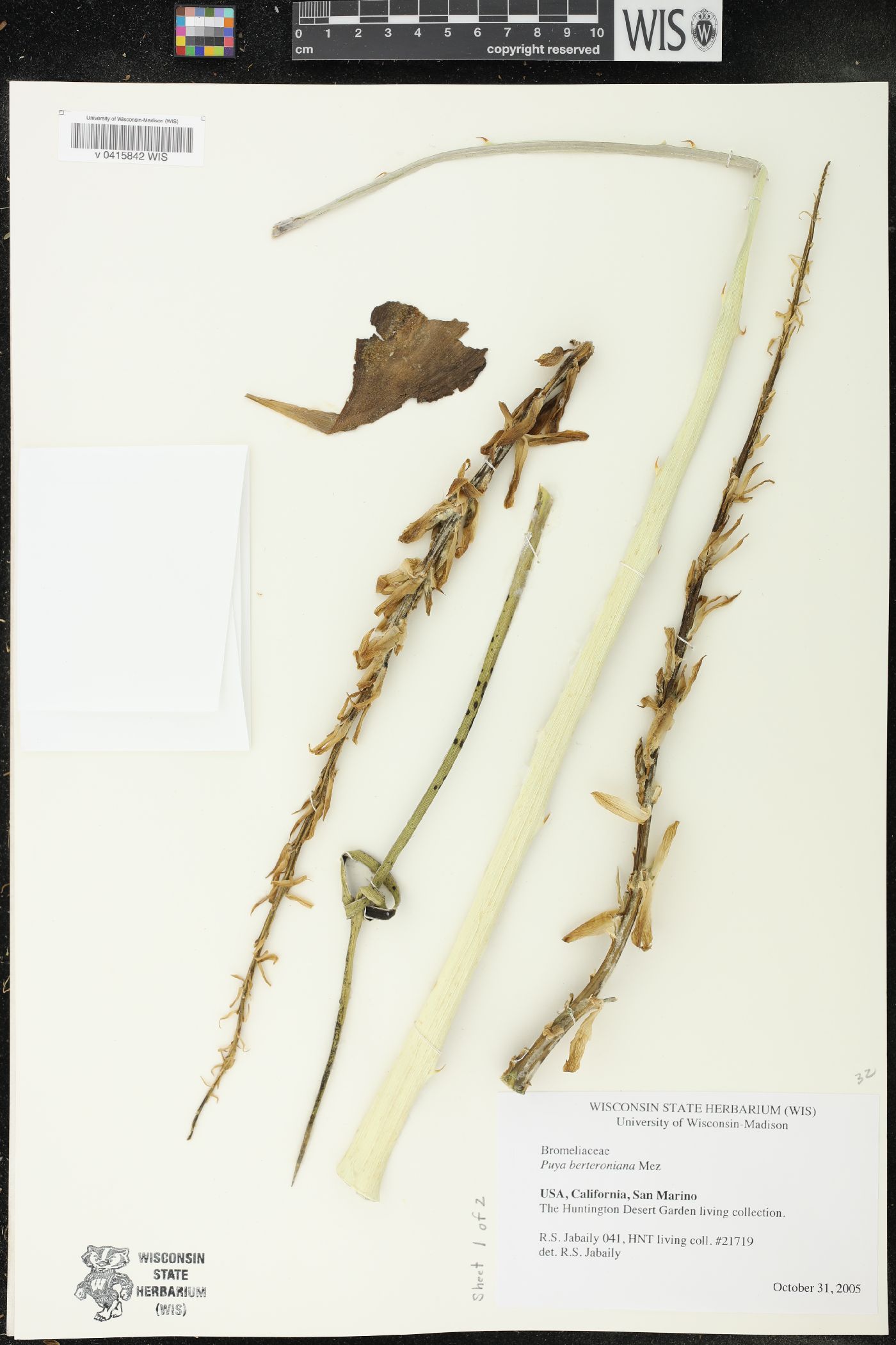 Puya berteroniana image