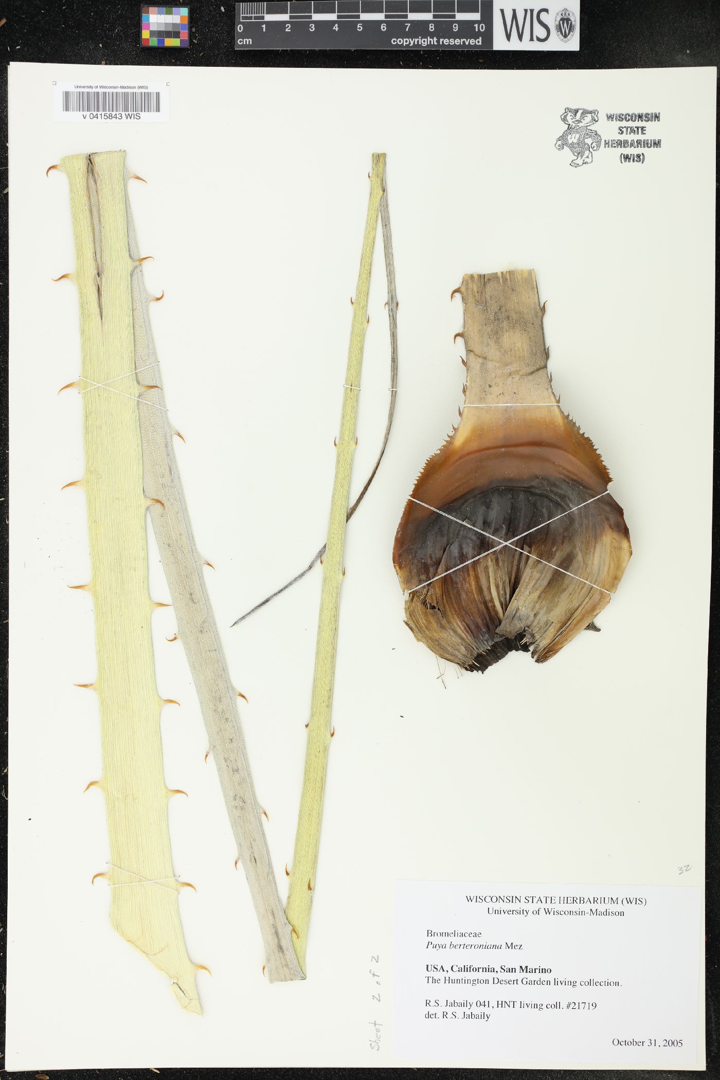 Puya berteroniana image