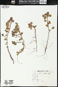 Ludwigia peploides image