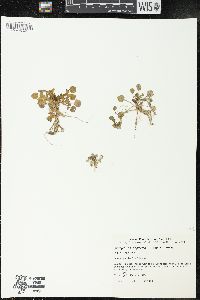 Ludwigia peploides image