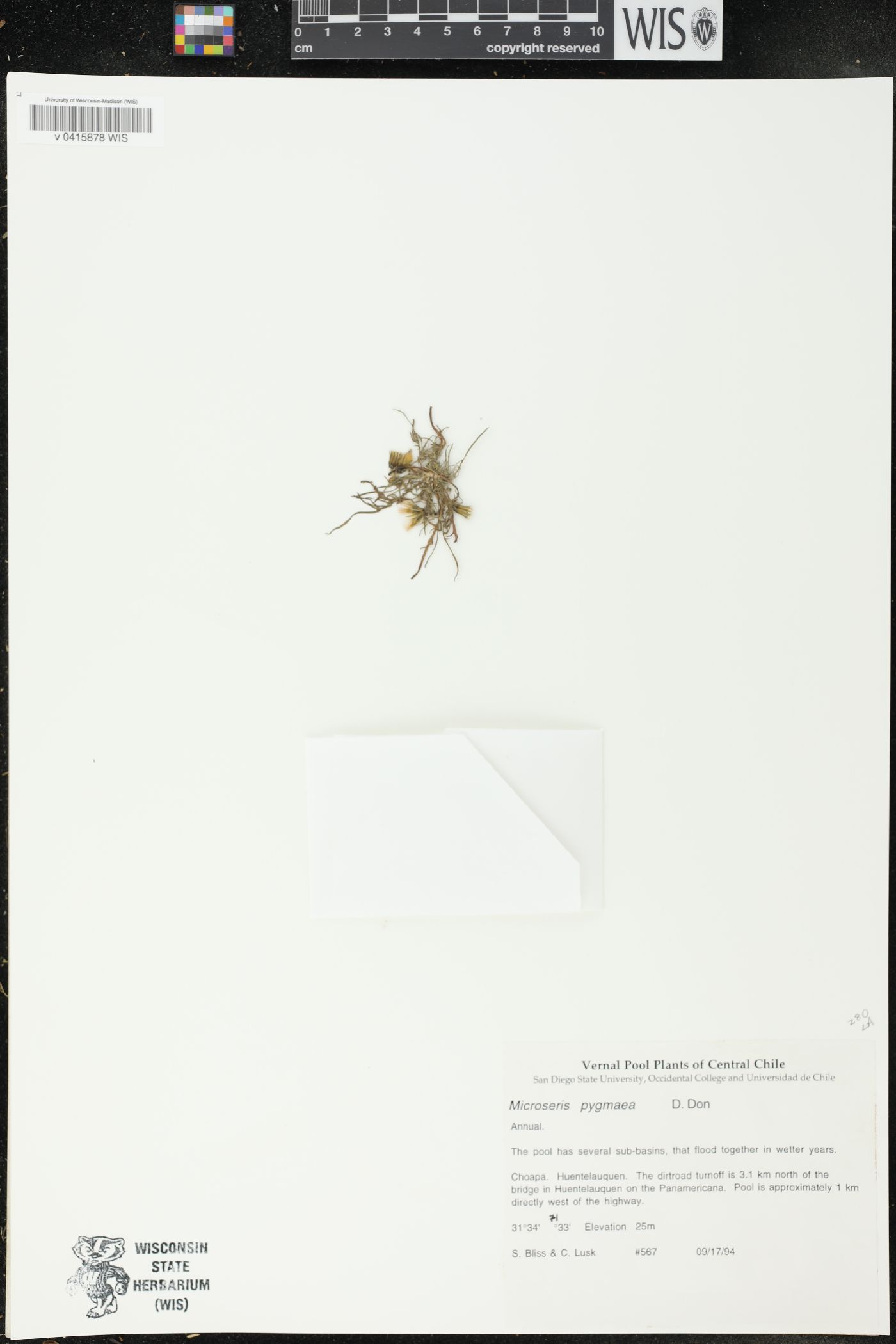 Microseris pygmaea image