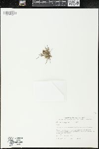 Image of Microseris pygmaea