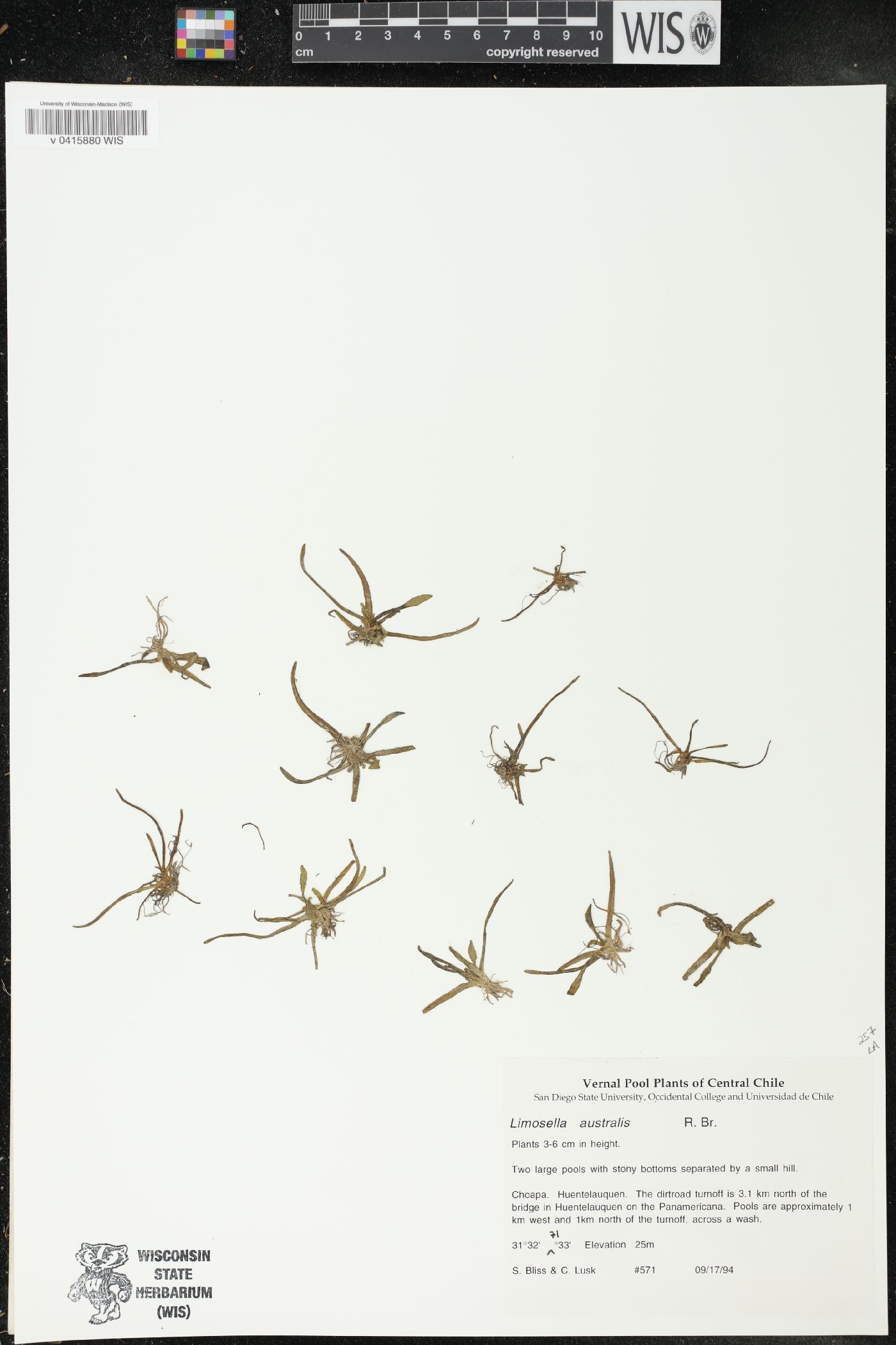 Limosella australis image