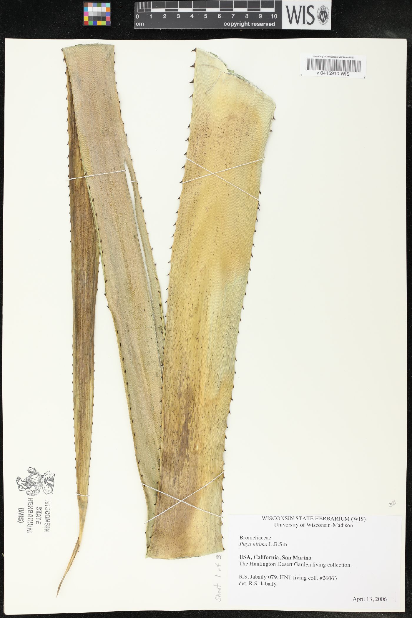 Puya ultima image