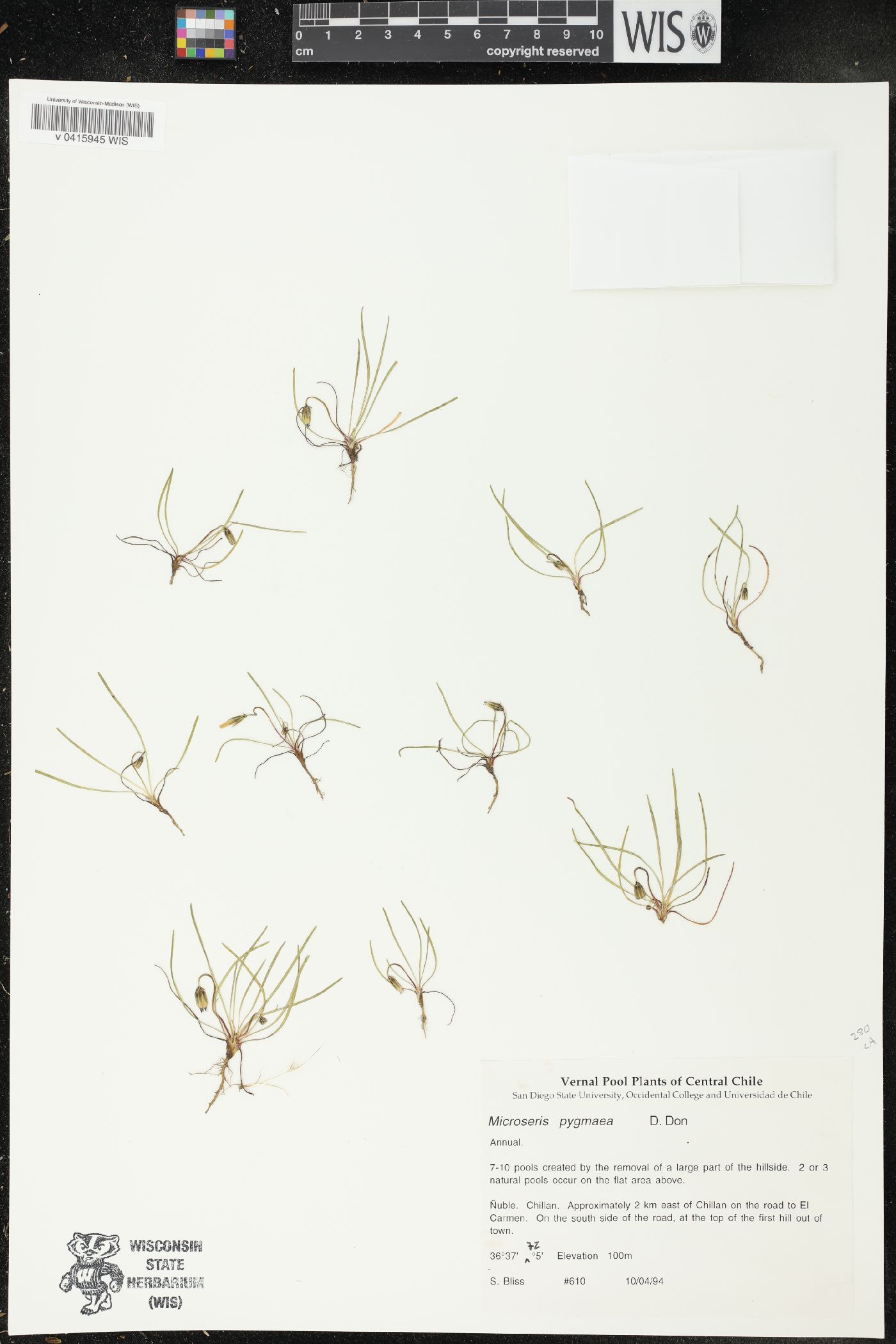 Microseris pygmaea image