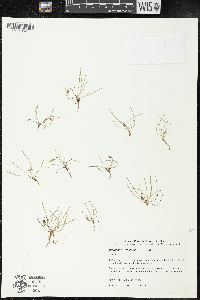 Microseris pygmaea image