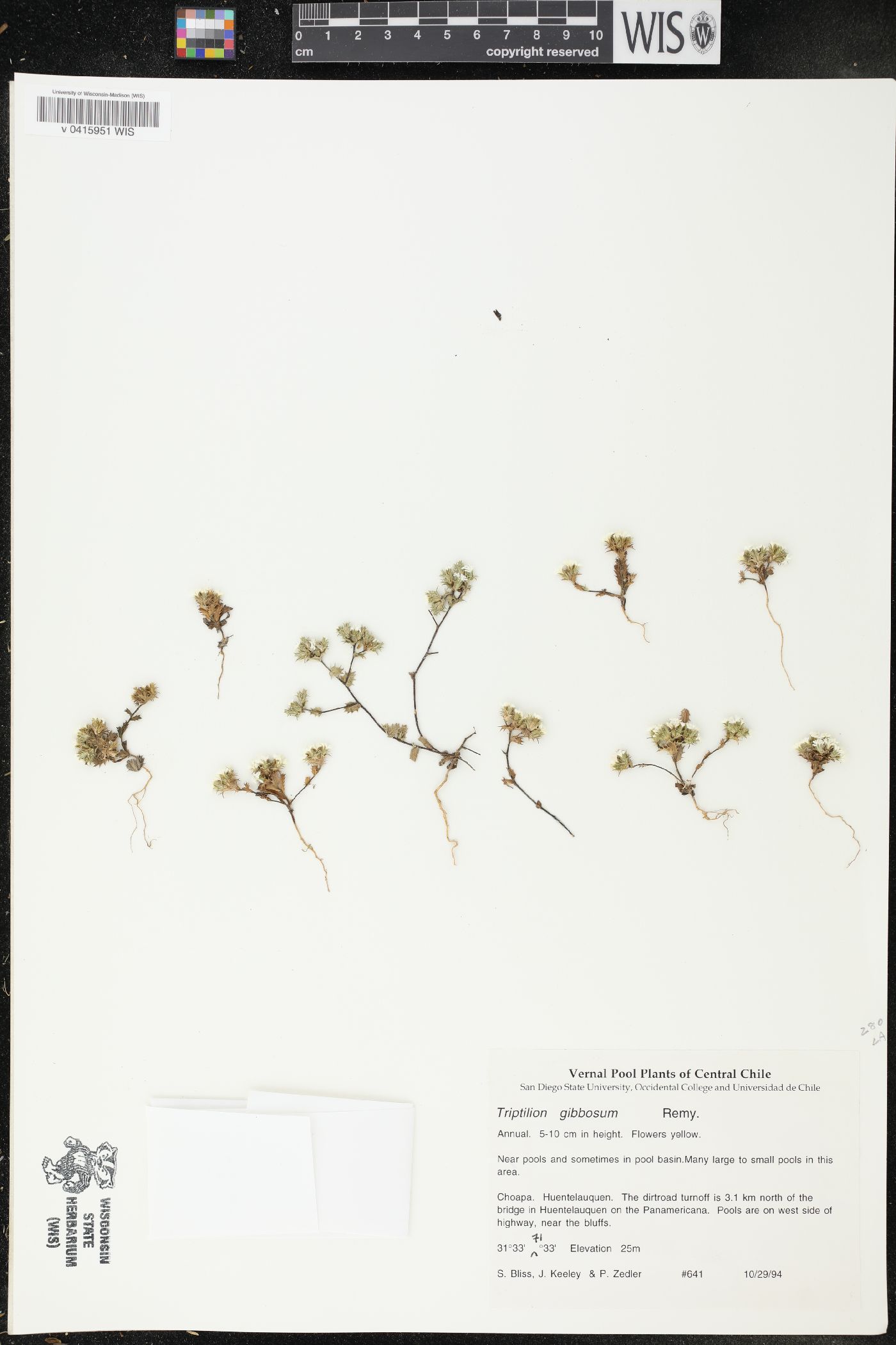 Triptilion gibbosum image