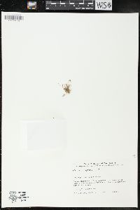 Microseris pygmaea image