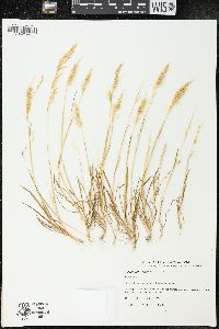 Polypogon linearis image