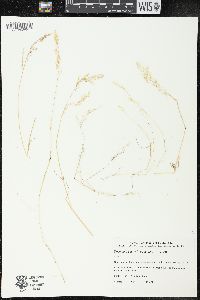 Deschampsia looseriana image