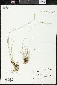 Image of Nassella philippii