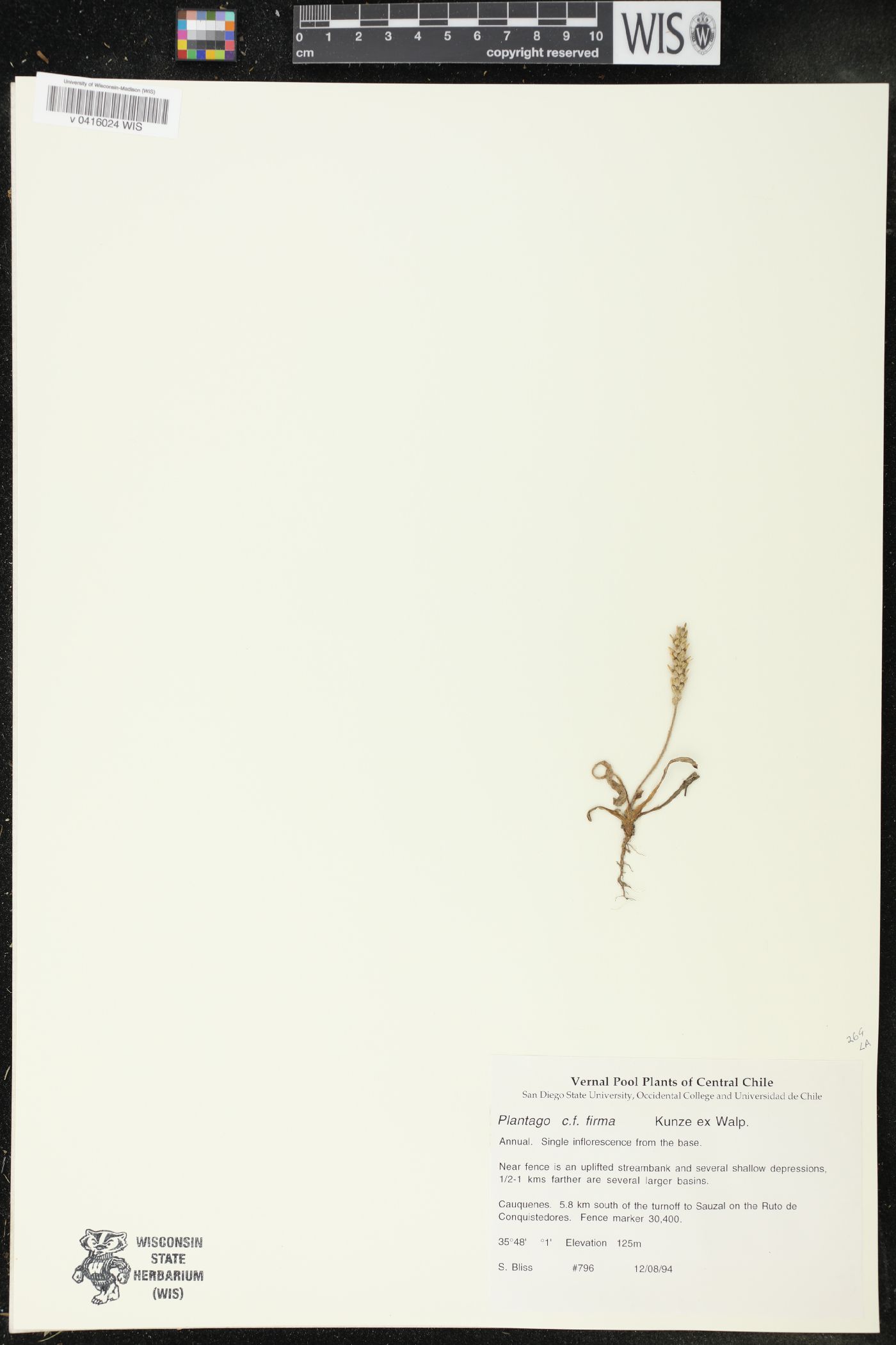 Plantago firma image