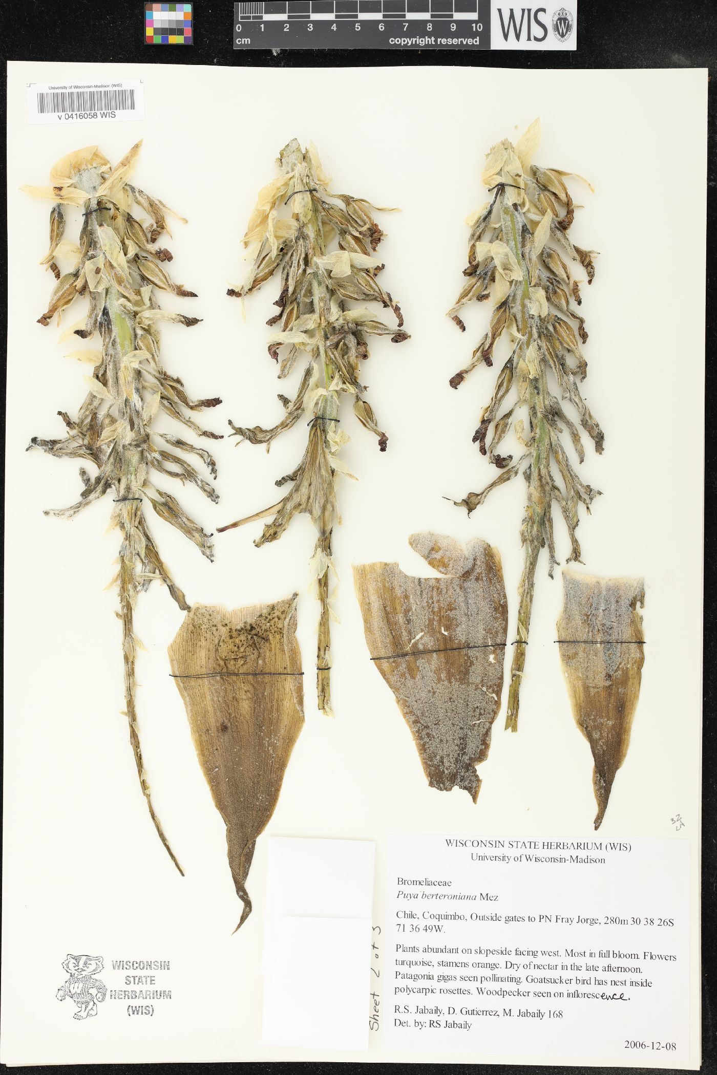 Puya berteroniana image