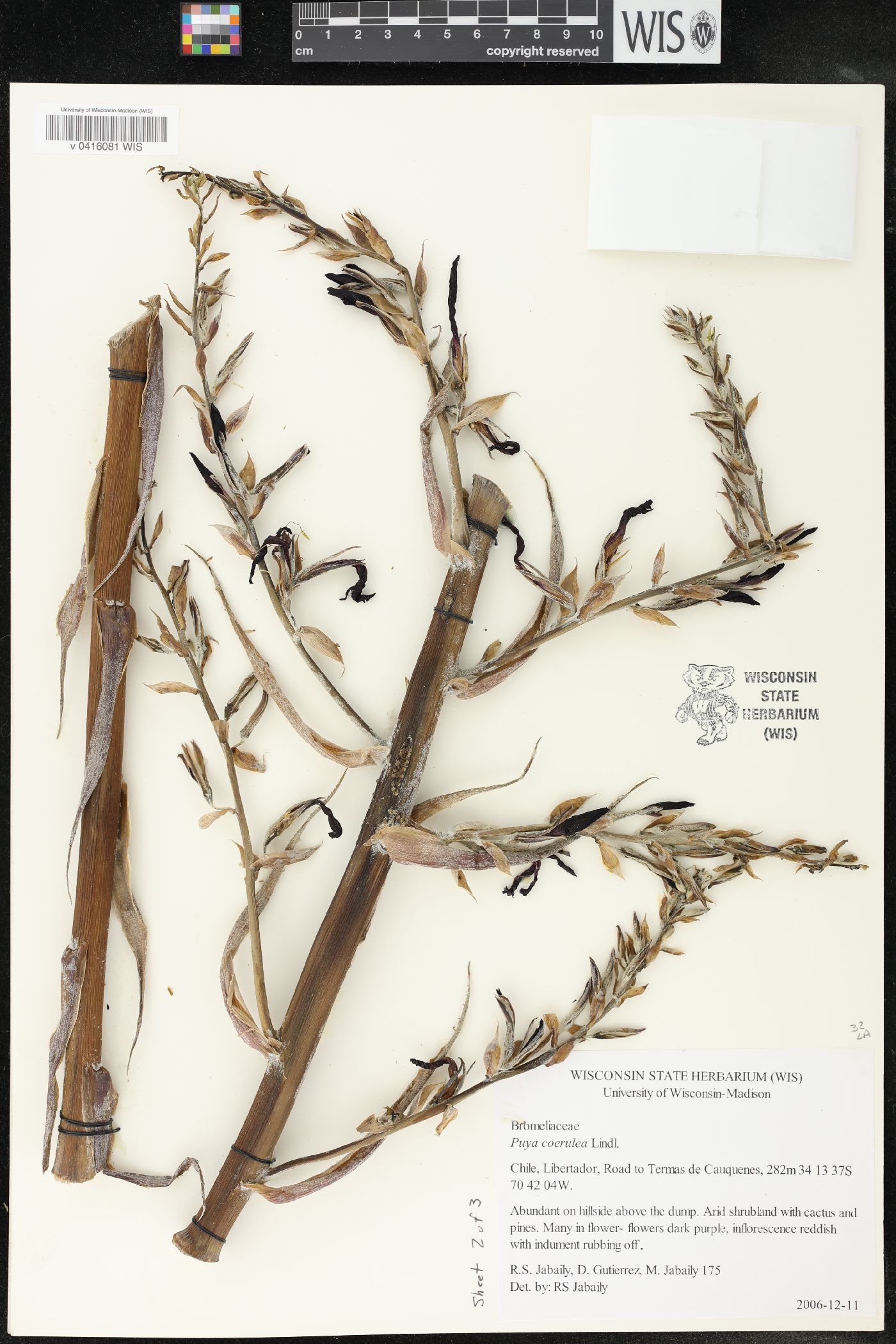 Puya coerulea image
