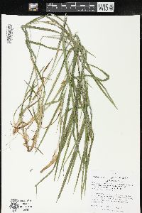 Carex oligocarpa image