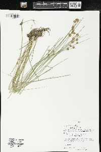 Juncus nodosus image