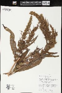 Rumex x acutus image