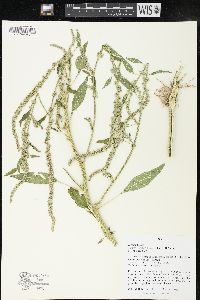 Amaranthus tuberculatus image