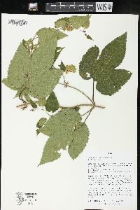 Humulus lupulus image