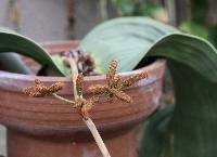 Image of Welwitschia mirabilis