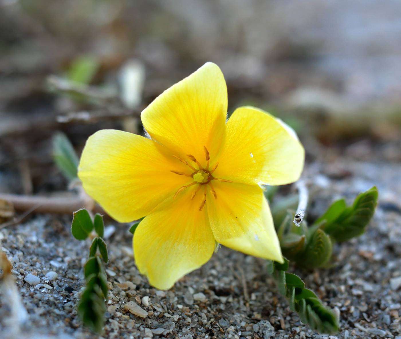 Tribulus cistoides image