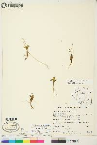 Micranthes foliolosa image