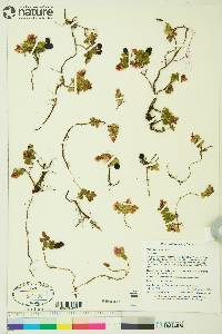 Vaccinium vitis-idaea subsp. minus image