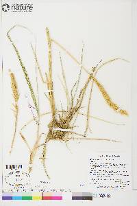 Leymus mollis subsp. mollis image