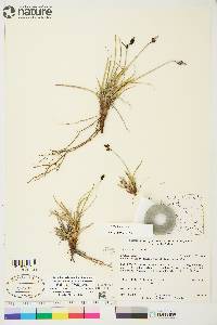 Carex bigelowii image