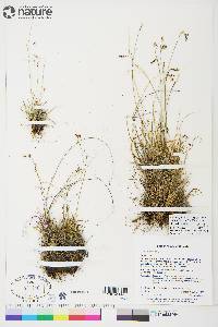 Carex capillaris image