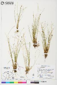 Carex arctogena image