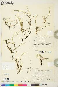 Equisetum variegatum subsp. variegatum image