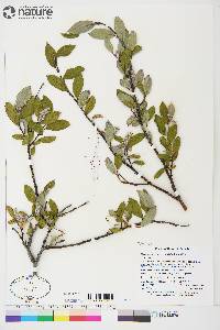 Salix glauca var. cordifolia image