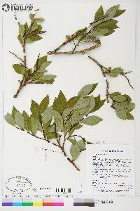 Salix planifolia image