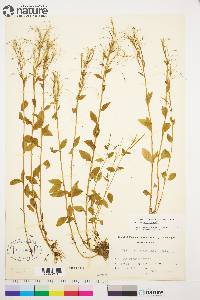 Epilobium hornemannii image