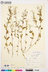 Epilobium hornemannii subsp. hornemannii image