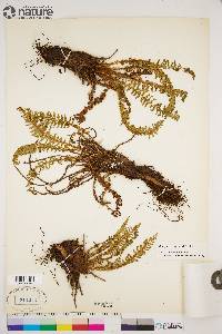 Dryopteris fragrans image