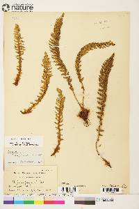 Dryopteris fragrans image